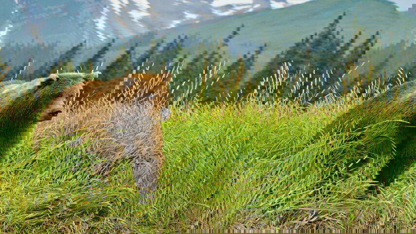 Alaska: Wilderness & Wildlife