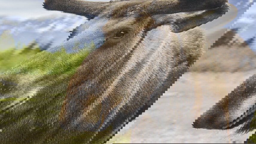 Alaska: Wilderness & Wildlife