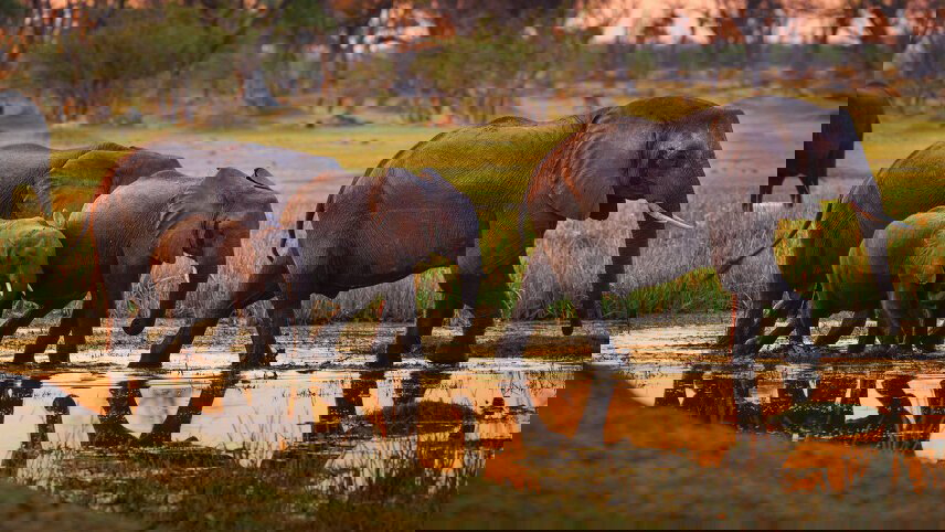 Botswana Safari in Style