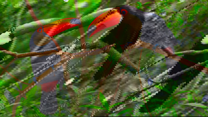 Brazil: Wildlife of the Amazon, Pantanal & Iguazu Falls