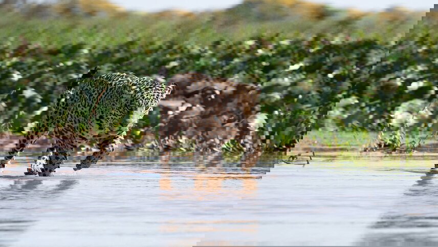 Brazil: Wildlife of the Amazon, Pantanal & Iguazu Falls