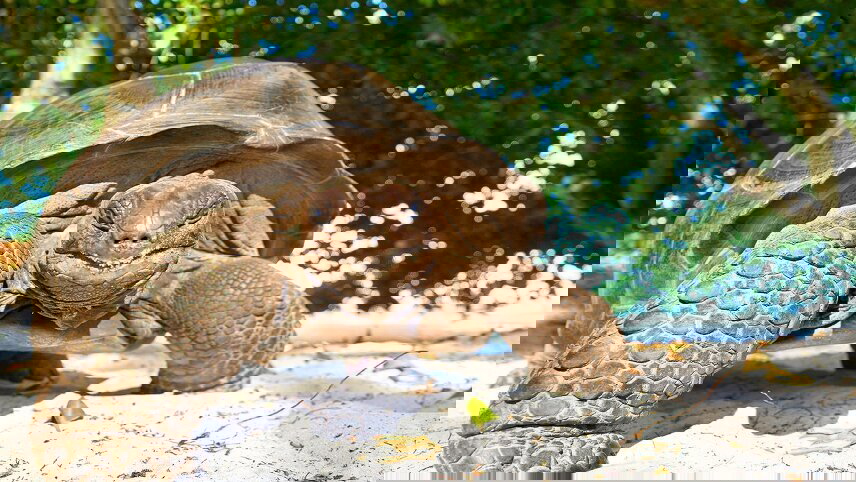 Cruising the Seychelles & Coastal Tanzania