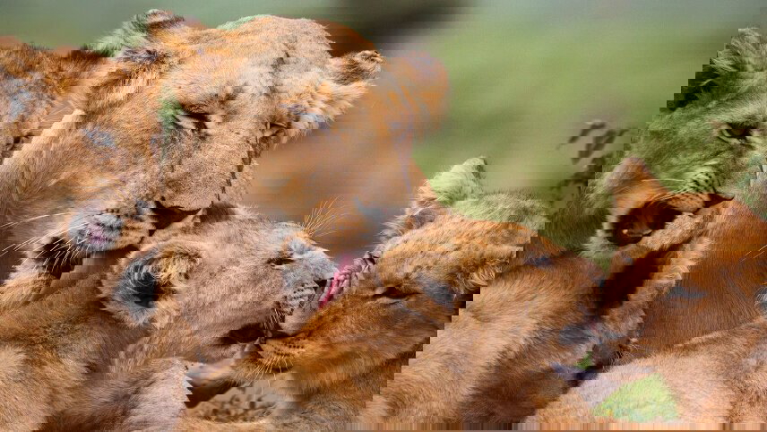 Kenya & Tanzania Wildlife Safari