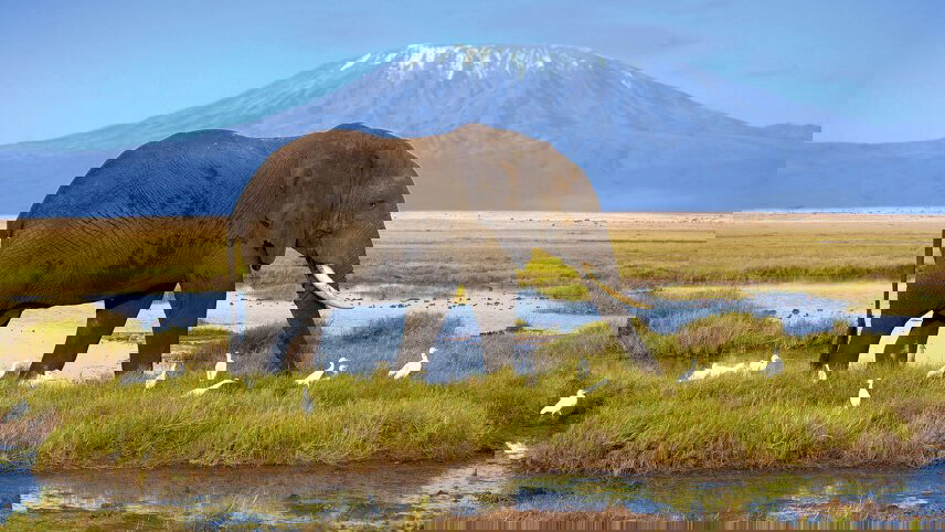 Kenya & Tanzania Wildlife Safari