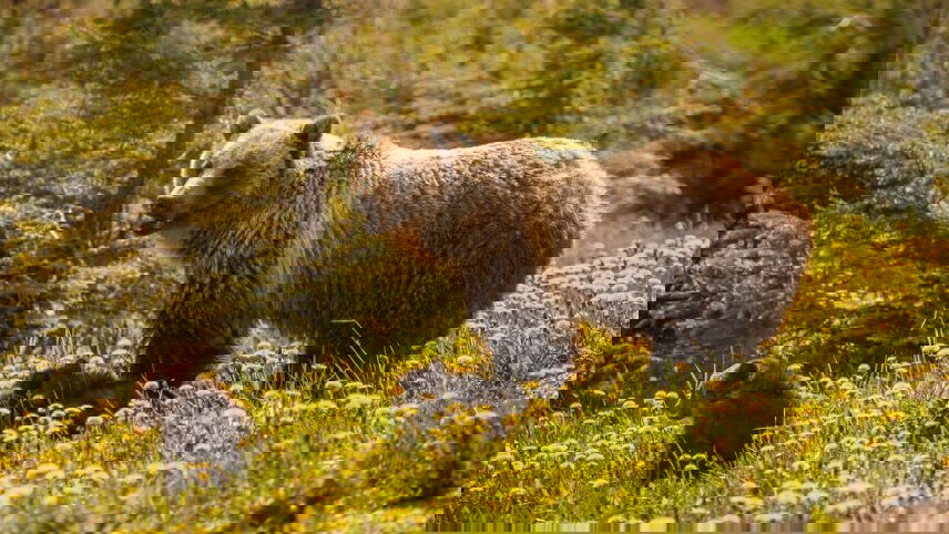 North America: Canadian Rockies