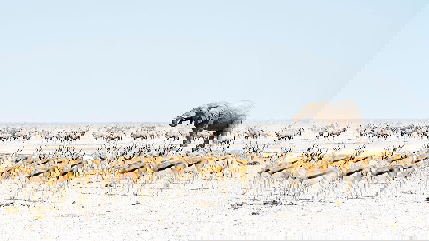 Namibia: Dunes & Desert Safari