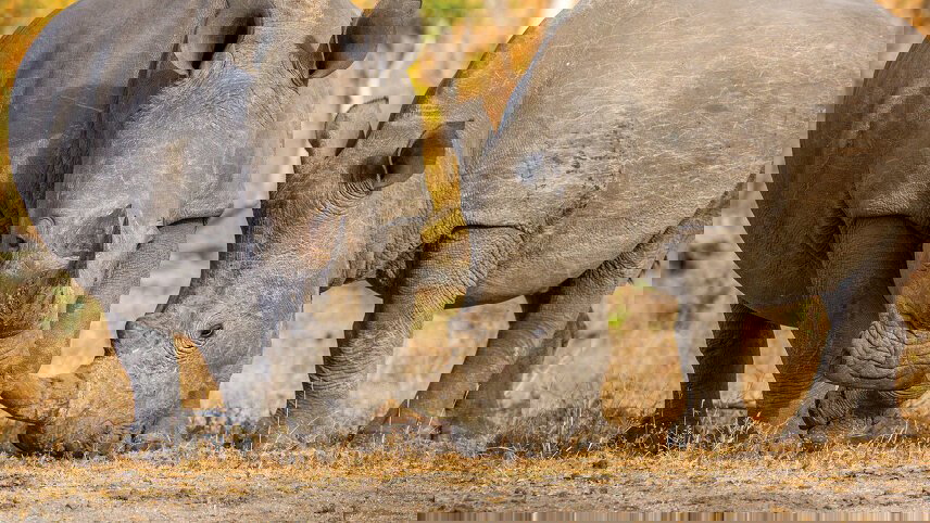 South Africa & Victoria Falls