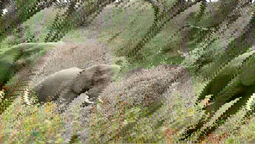 Tanzania Safari in Style