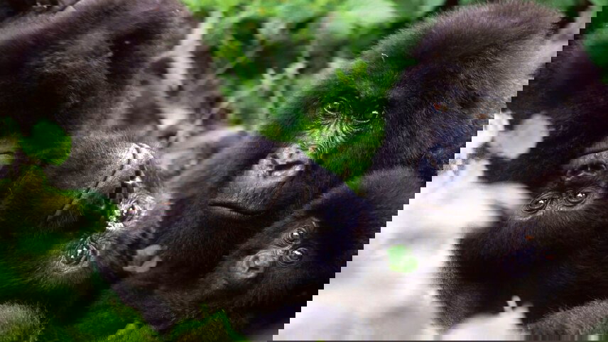 Uganda: Gorillas & Beyond