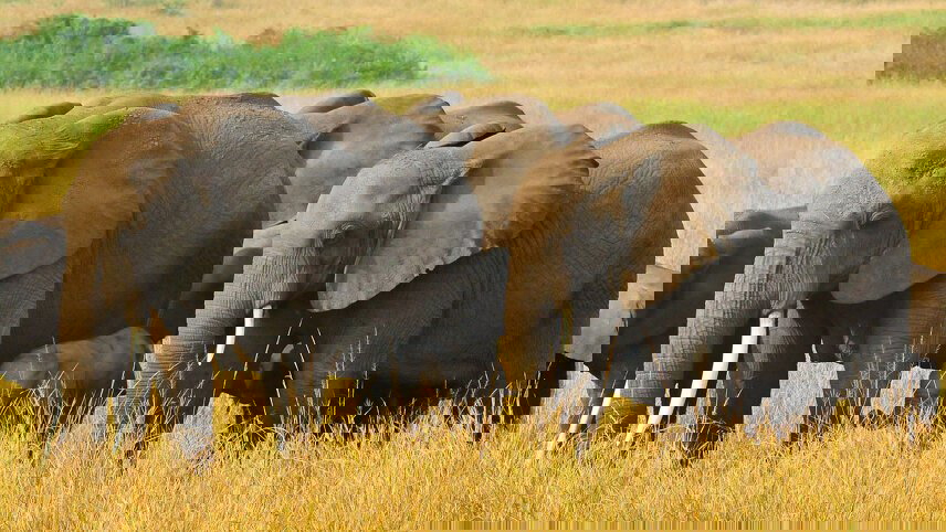 Uganda: Gorillas & Beyond