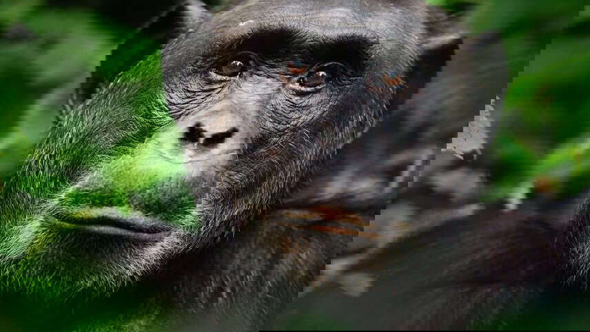 Uganda: Gorillas & Beyond