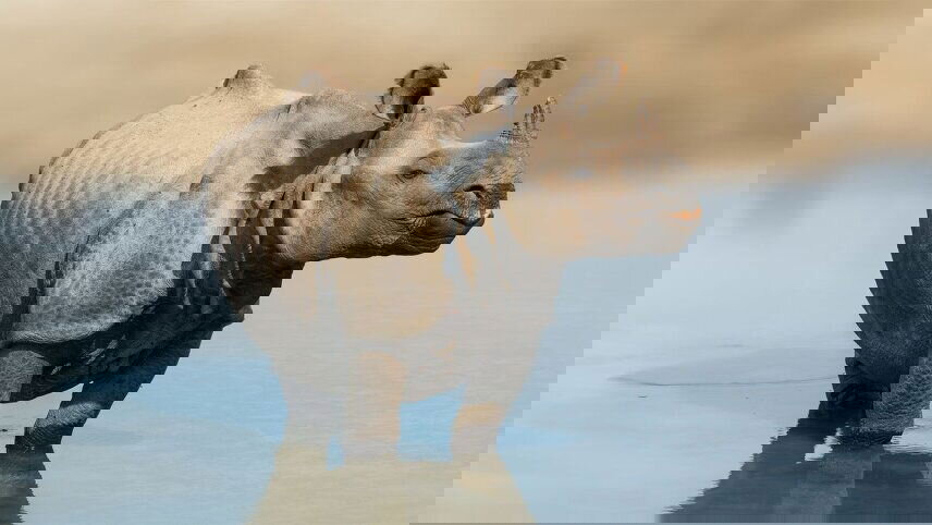 Wildlife Adventure by Land & Sea: Around the World by Private Jet 2025