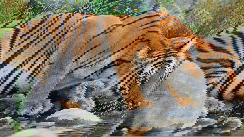 Wildlife Adventure by Land & Sea: Around the World by Private Jet 2025