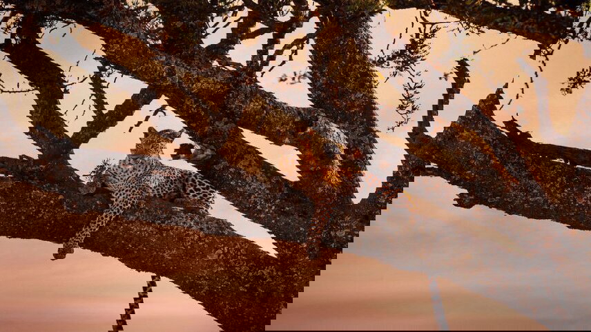 Wings Over East Africa