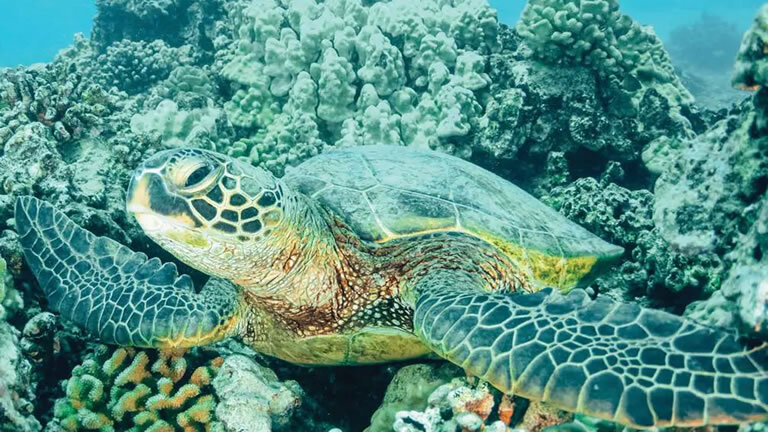 Turtle Trek in Tortuguero