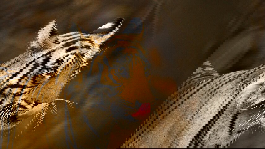 Colours of Rajasthan