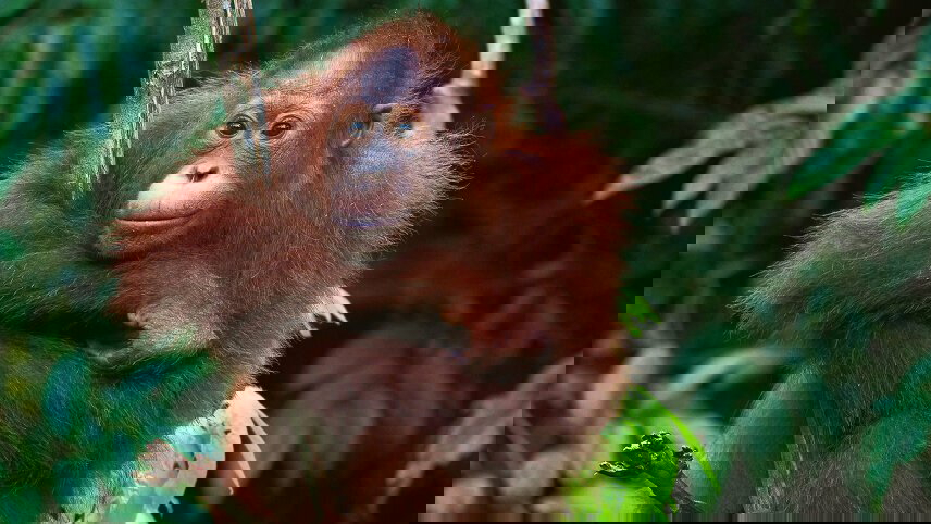 Borneo Family Wildlife Adventure