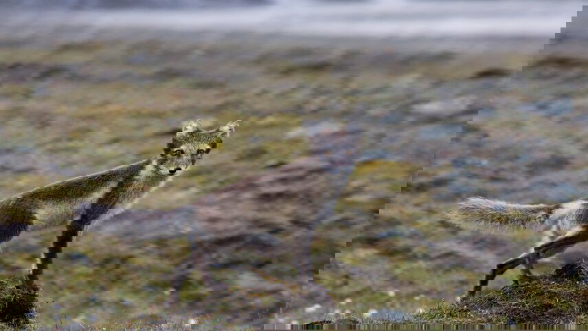 Ultimate Arctic Voyage: From Svalbard to Jan Mayen to Iceland