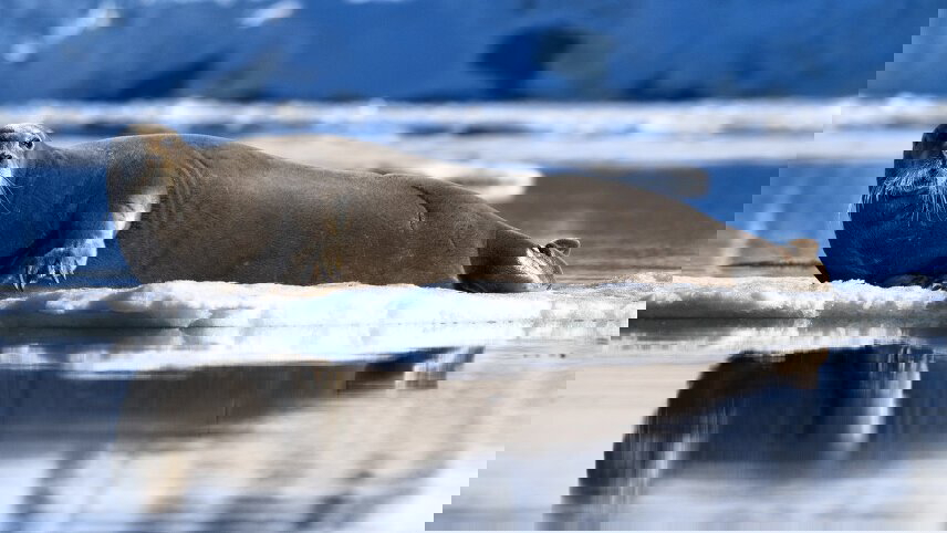 Ultimate Arctic Voyage: From Svalbard to Jan Mayen to Iceland