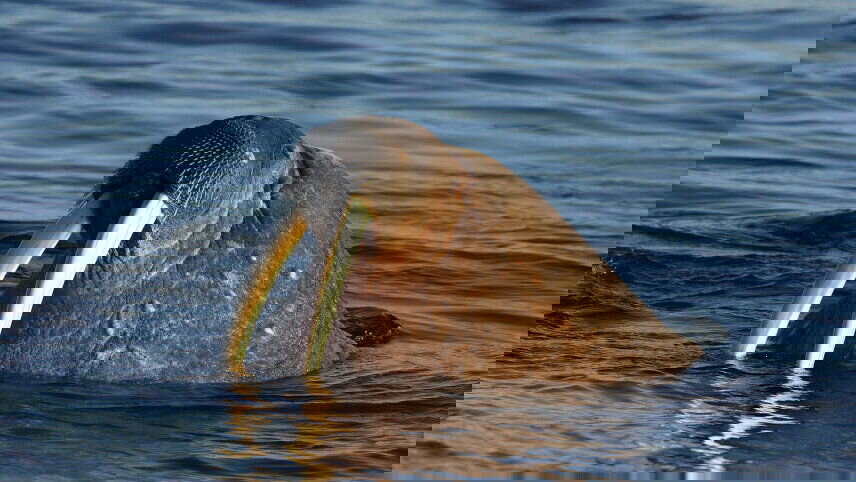 Spitsbergen Circumnavigation: A Rite of Passage