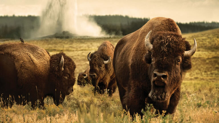 Yellowstone Wildlife Trails (Hotels)