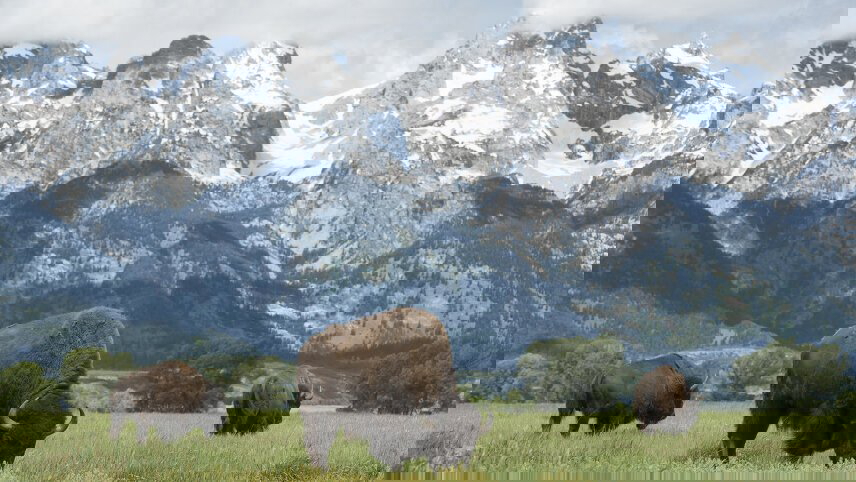 Yellowstone Walks & Wolves