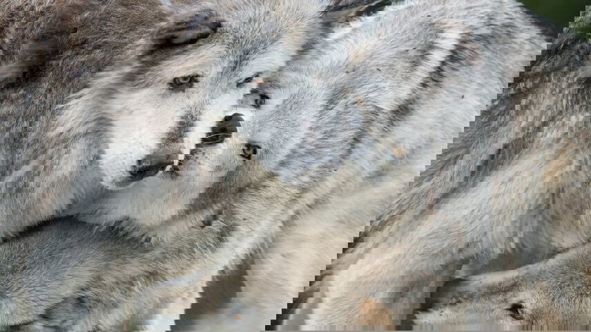 Yellowstone Walks & Wolves