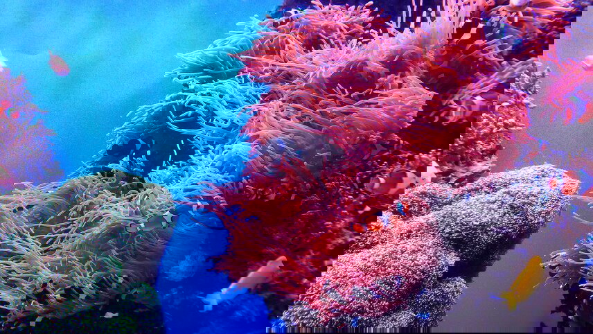 Outerknown Adventures on the Great Barrier Reef Cruise – Premium Adventure