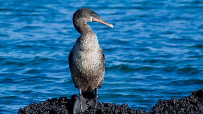 Galapagos Encounter (Itinerary A)
