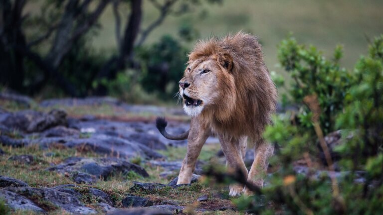 Kenya Photographic Safari with Paul Goldstein - Premium Adventure