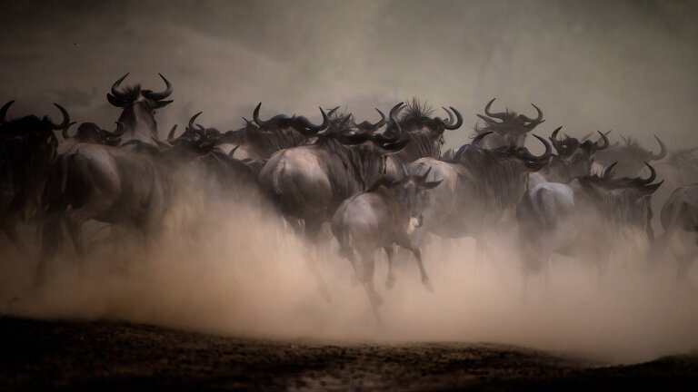 Kenya Photographic Safari with Paul Goldstein - Premium Adventure