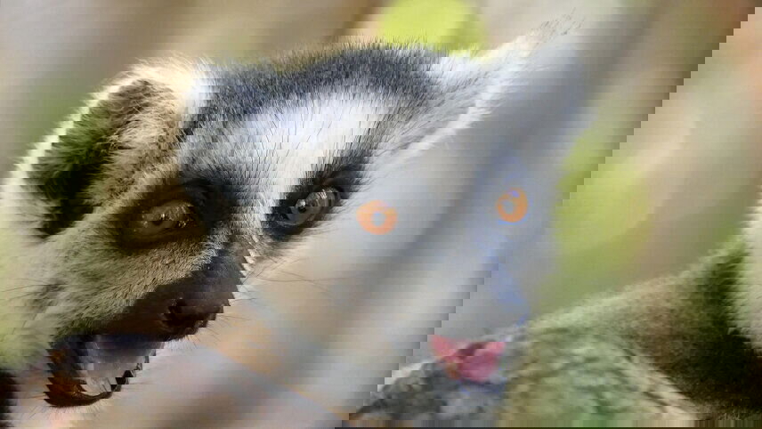 Highlights of Madagascar