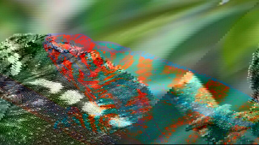 Highlights of Madagascar