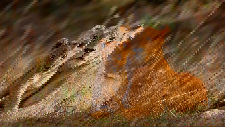 Highlights of Kenya & Tsavo Extension