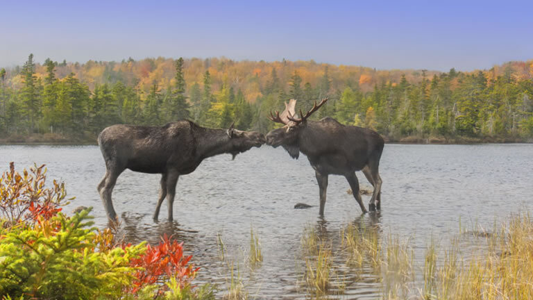 Fall Colours from Montreal to Boston