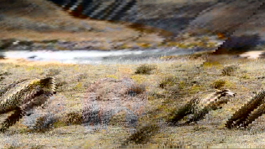 Discover Yellowstone & the Grand Tetons