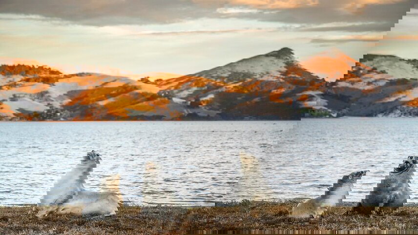 The Best Of New Zealand