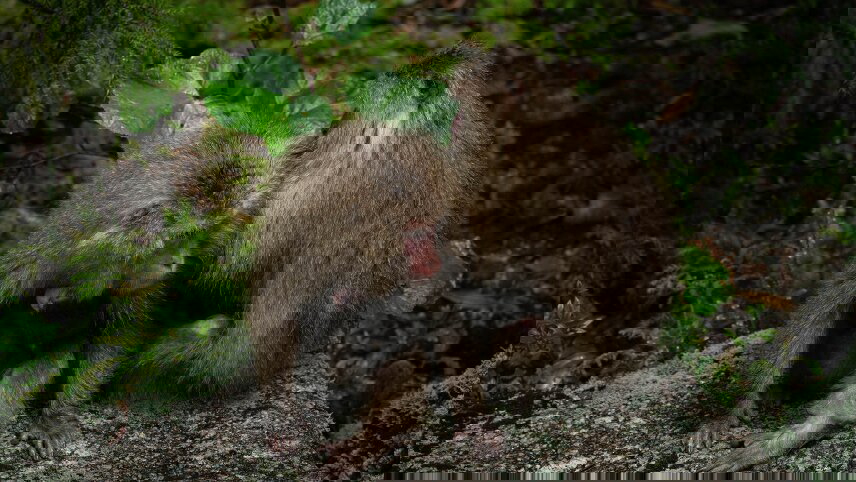 Discover The Islands Of Japan