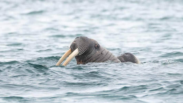 Spitsbergen And Polar Bears – An Arctic Adventure