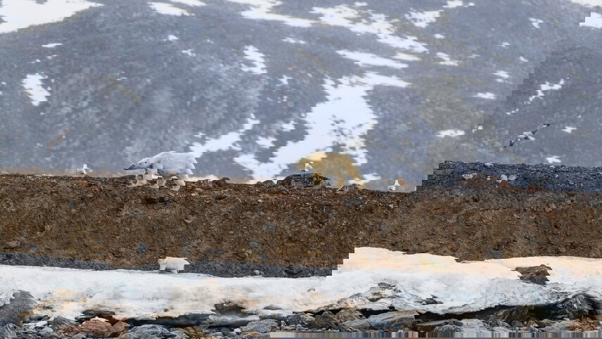 Spitsbergen Highlights: Journey into the Arctic Wilderness