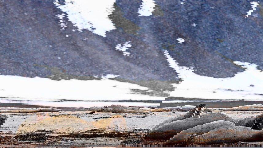 Three Arctic Islands: Iceland, Greenland, Spitsbergen