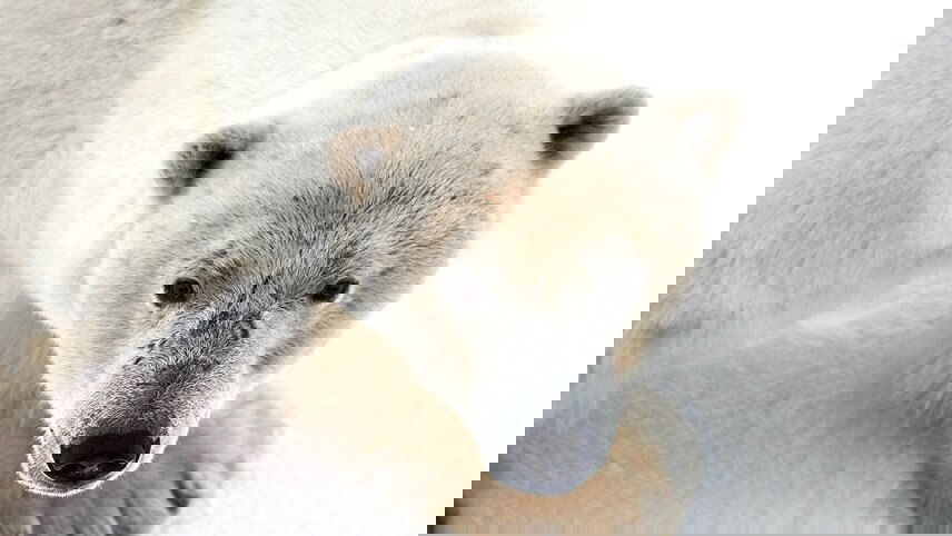 Three Arctic Islands: Iceland, Greenland, Spitsbergen