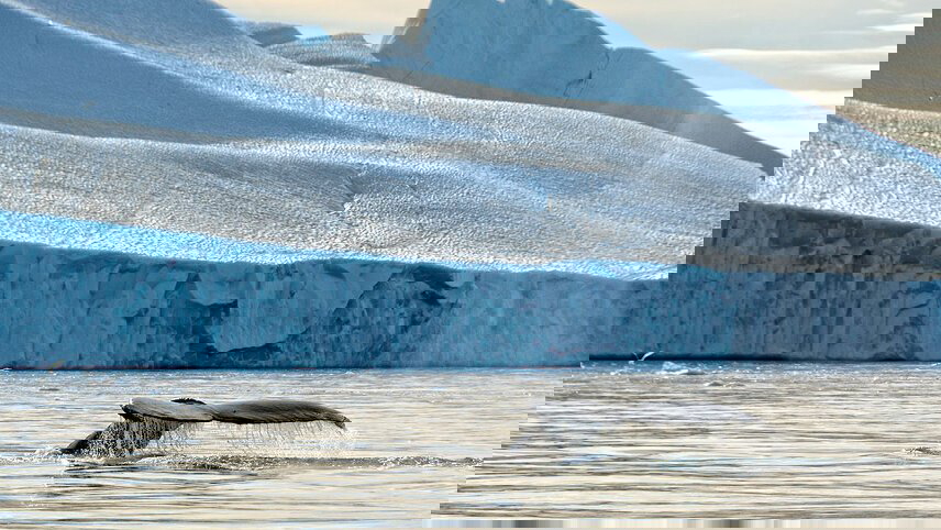 West Greenland Ice Odyssey: Glaciers and Icebergs