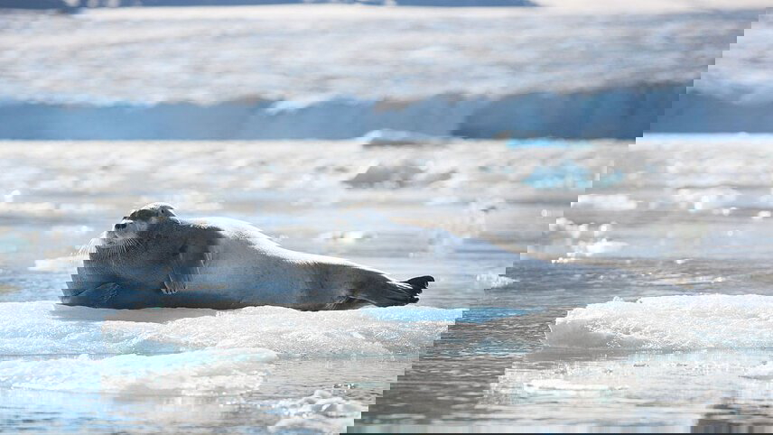 Ultimate Arctic Voyage: From Svalbard to Jan Mayen to Iceland