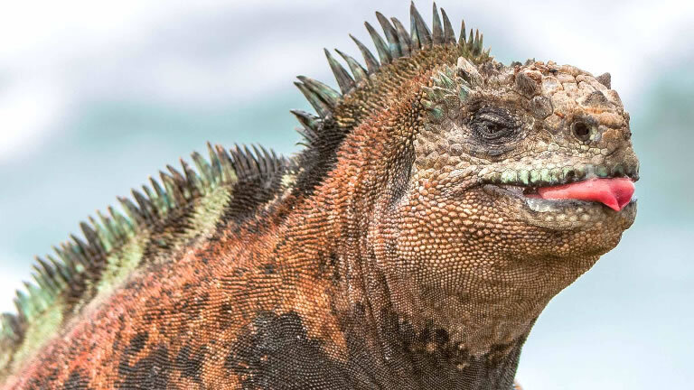 Grand Galapagos (Grand Queen Beatriz)