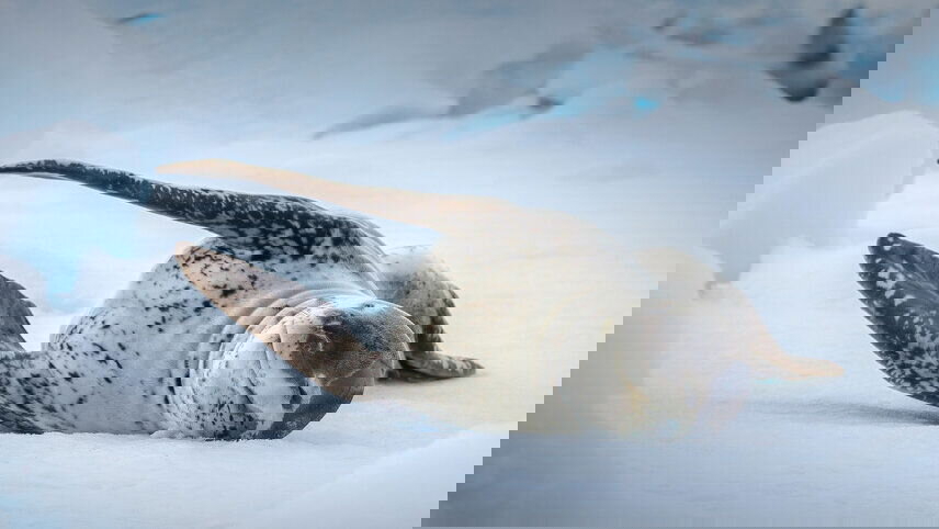 Falklands, South Georgia and Antarctica: Explorers and Kings