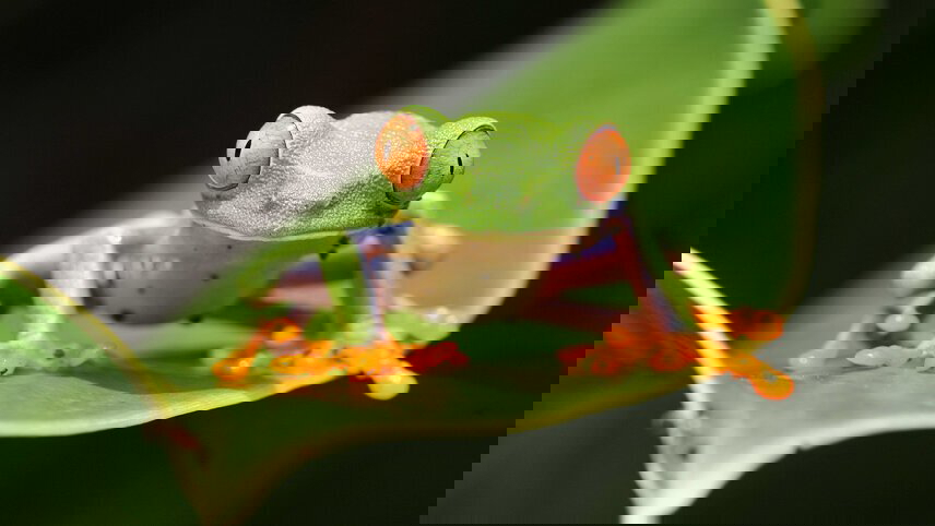 Premium Costa Rica in Depth