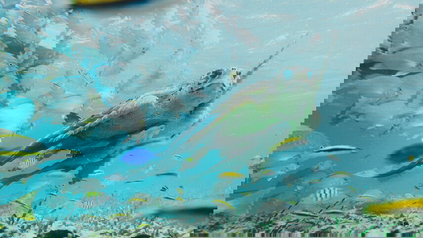 Nicaragua to Belize Discovery