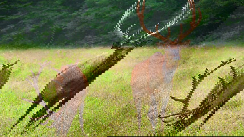 Hiking the Best of Great Smoky Mountains National Park