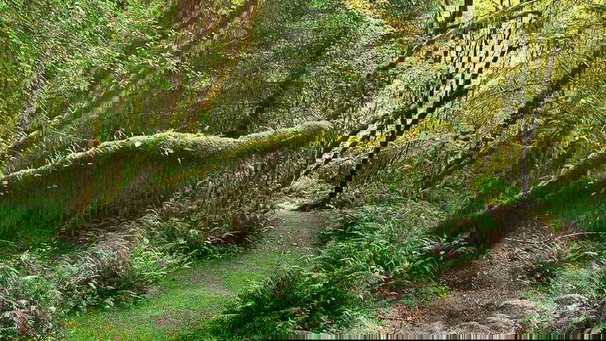 Hiking Washington's Olympic National Park and Mt Rainier